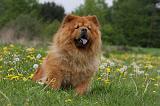 CHOW CHOW 469